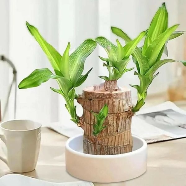 Valentine gift Brazilian Lucky Bamboo Feng Shui Good Luck Indoor Plant (No Pot)